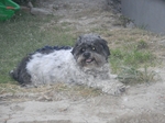 COOLPIX S1200pj, T:10/300, A:f/5.8, P:2, ISO720, F:250mm, EV:0 <br />12.06.2014 -  20:00:00